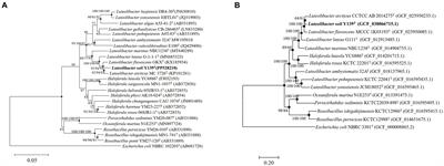 Analysis of genomic and characterization features of Luteolibacter soli sp. nov., isolated from soil